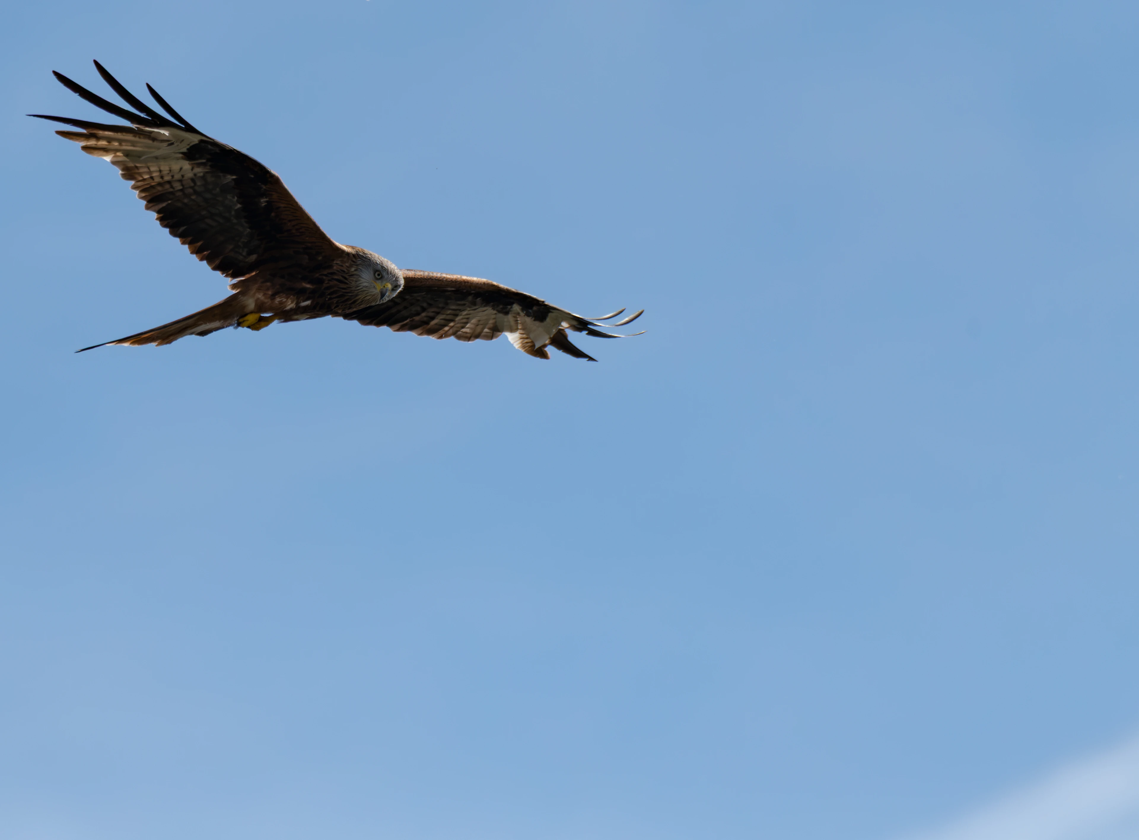 Red Kite